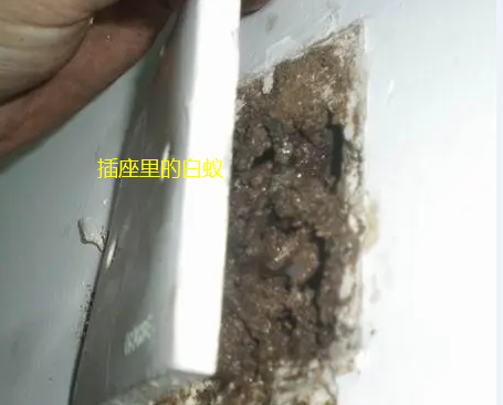 惠来白蚁防治
